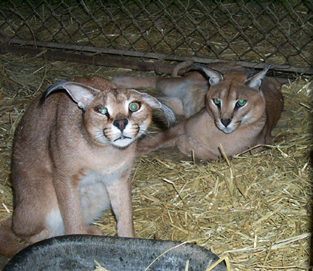 Jaguarundi Cat. Jaguarundi serval a small cat,