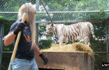 don't turn your back on a tiger while working.jpg (68367 bytes)