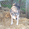 queenie-alaskan tundra wolf.jpg (65117 bytes)