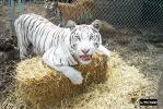 sierra helps with her strawing her cage.jpg (88359 bytes)