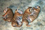 sleeping tiger kittens- born nov.3_ 2000.jpg (63246 bytes)