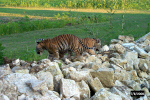 tigers search the area.jpg (76215 bytes)